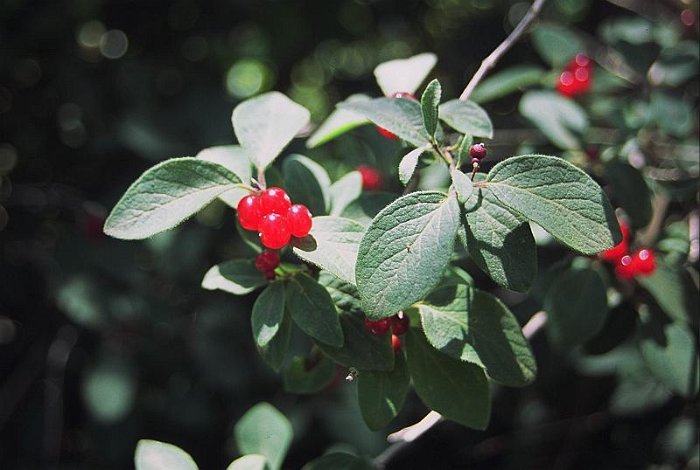 Lonicera xylosteum